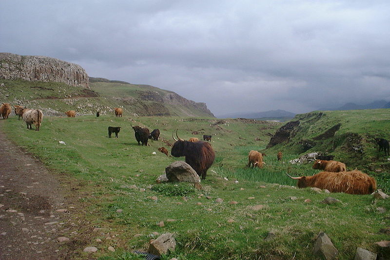 800px-Highland_cattle_on_Canna